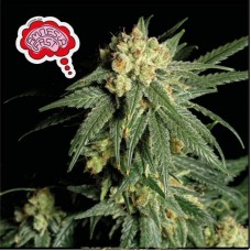 Семена конопли Amnesia Fast Феминизированные Seedsman seeds